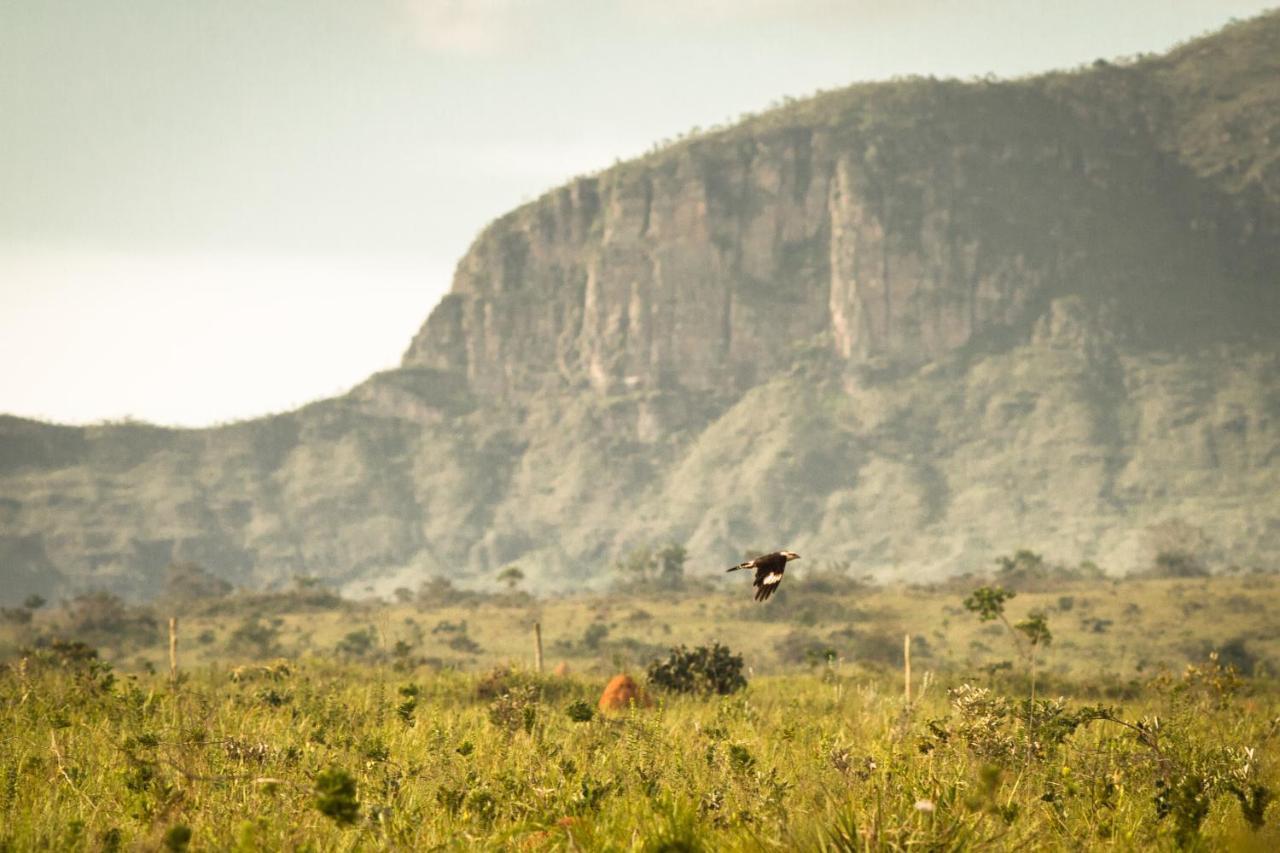 Raizando Ecologia Humana