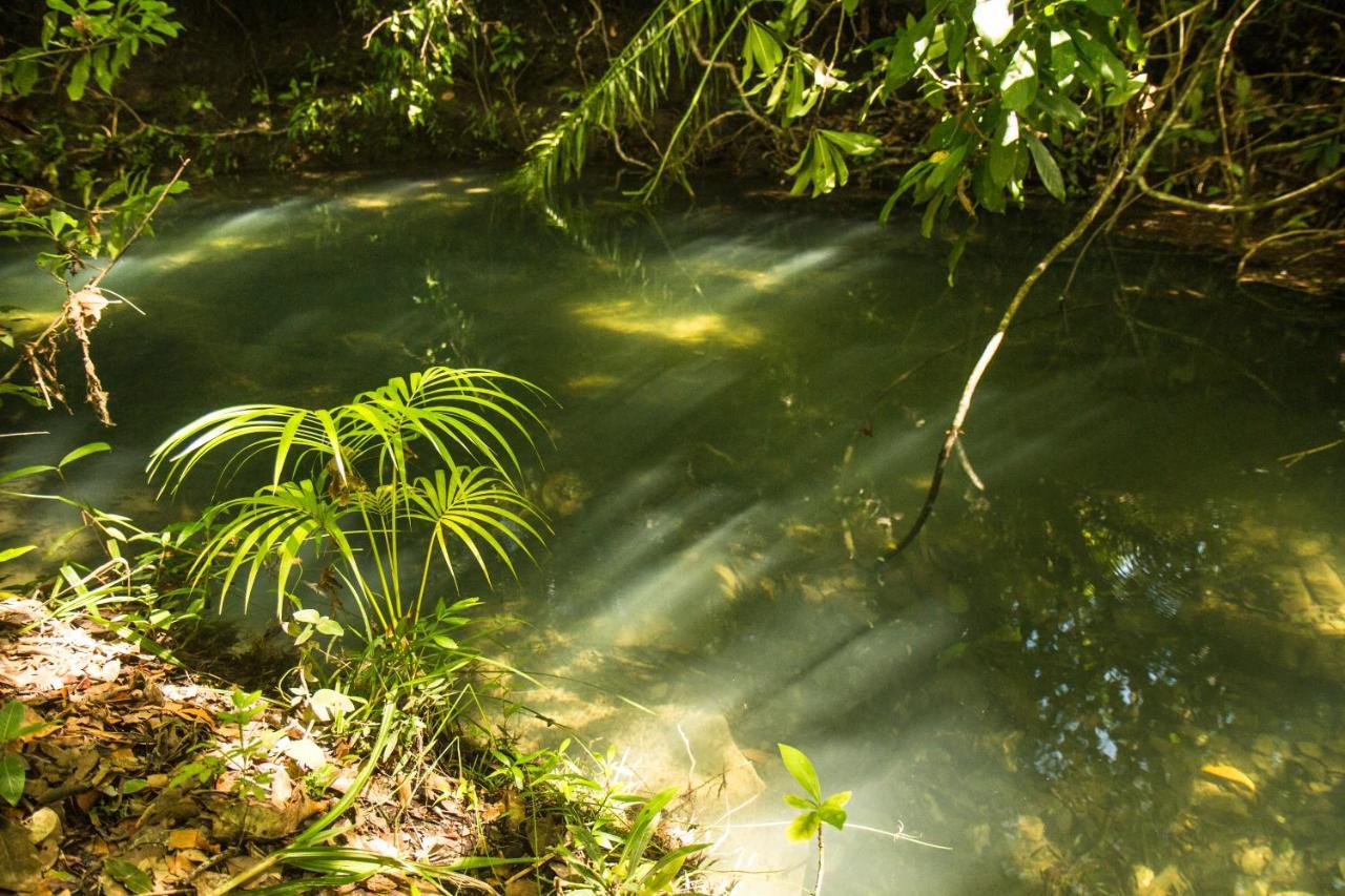 Raizando Ecologia Humana *